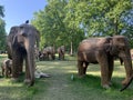 A herd of 100 elephant sculptures have taken up space in LondonÃ¢â¬â¢s Royal Parks Royalty Free Stock Photo